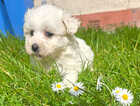 Puppy