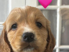 puppy