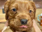 Puppy