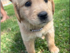 puppy