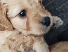 Puppy