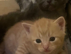 kitten
