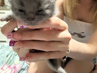 kitten