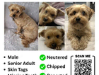 STOLEN DOG