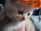 Kitten