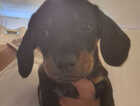 Puppy