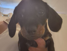 puppy