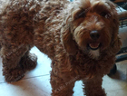 Lost dog
