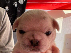 puppy
