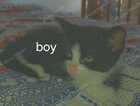 Kitten