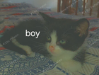 kitten