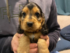 puppy