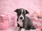 puppy