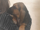 puppy  orange