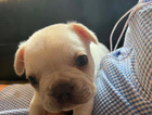 puppy
