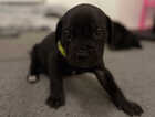Puppy