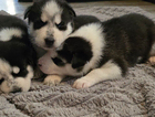 puppy
