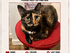 Missing cat