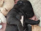 Puppy