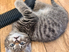 kitten