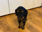 Puppy