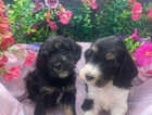 Puppy