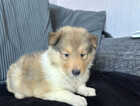 Puppy