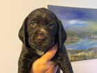 Puppy