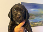 puppy
