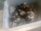 kitten