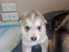 Puppy