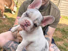 Puppy