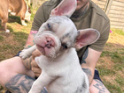 puppy