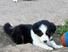 Puppy