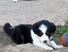 puppy