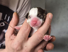 puppy