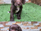 puppy