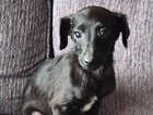 Puppy