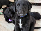 Puppy
