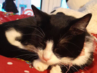 Female black and white cat called star