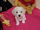 puppy