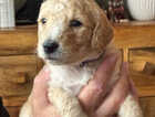 Puppy