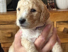 puppy