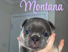 Puppy