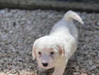 Puppy