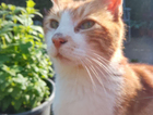Lost cat