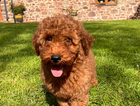 puppy