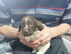 puppy