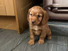 Puppy