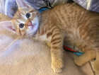 Kitten